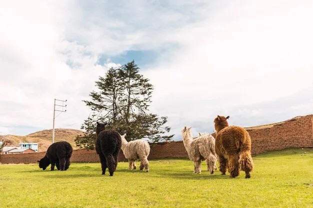 A group of alpacas grazing in a field with the Andes Mountains in the background. The alpacas are of varying colors (white, brown, black), and the field is lush and green. The sky is clear and blue, providing a picturesque backdrop that emphasizes the natural and sustainable aspect of alpaca farming.