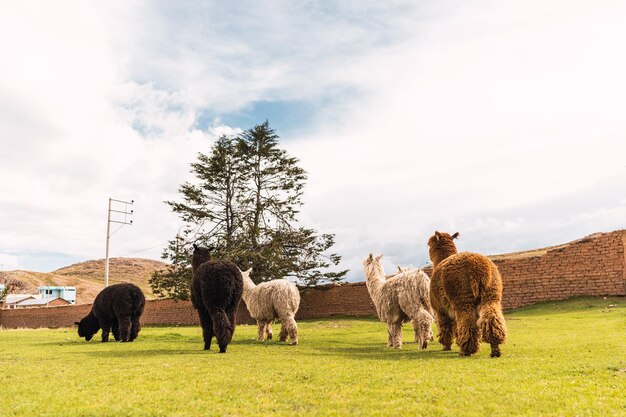 A group of alpacas grazing in a field with the Andes Mountains in the background. The alpacas are of varying colors (white, brown, black), and the field is lush and green. The sky is clear and blue, providing a picturesque backdrop that emphasizes the natural and sustainable aspect of alpaca farming.