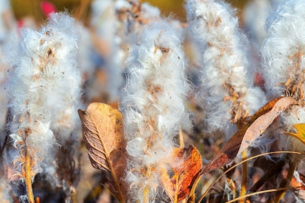 Close-up of organic cotton plants in a field, highlighting the natural fibers and the absence of synthetic chemicals. The scene is set on a sunny day, showcasing the healthy growth of the plants.